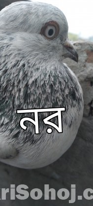 কবুতর